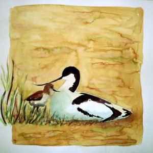 Avocette_poussin_Recurvirostra_avosetta_Small