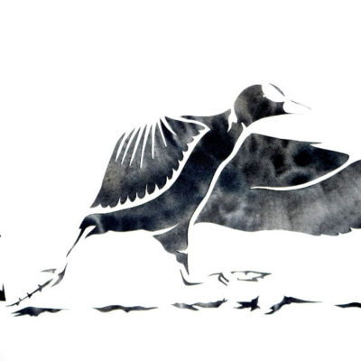 Foulque macroule (aquarelle+pochoir, 23 x 31 cm)