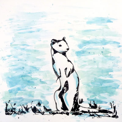 La Curieuse : Hermine  (50x50 cm, 100€)
